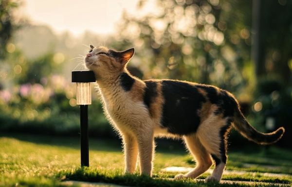 Gato tricolor caminando por un jardín al atardecer