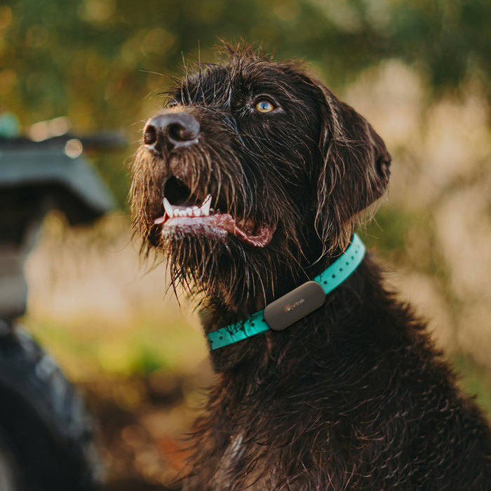 Pointer alemán de pelo duro con el dispositivo Vitrak enganchado a su collar